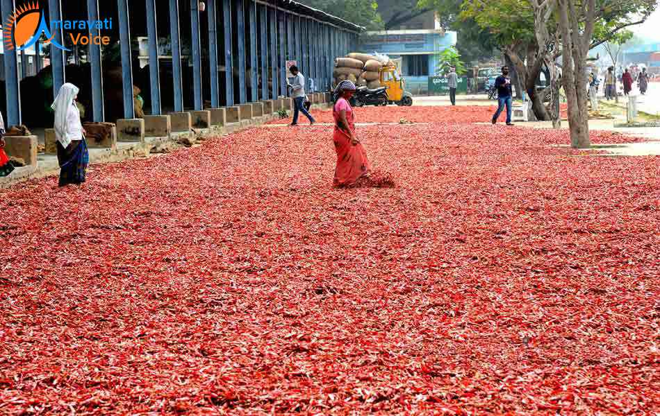 mirchi yard guntur 18022016.jpeg