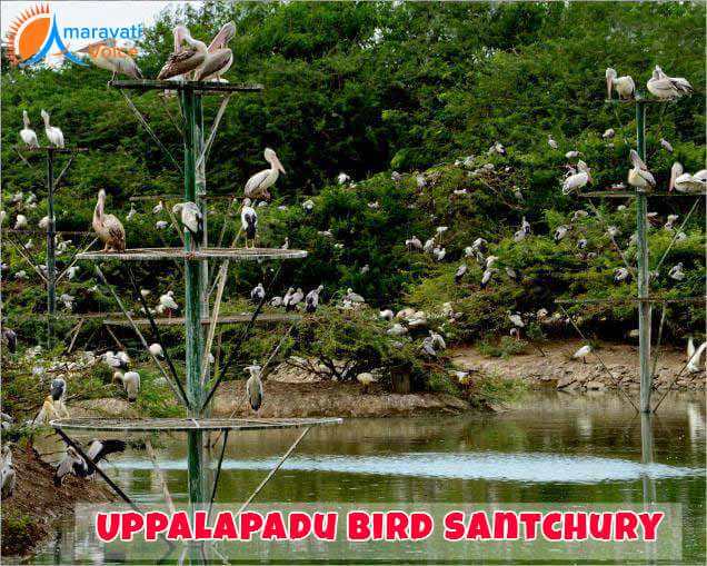 Upplapadu Bird Life Santchury
