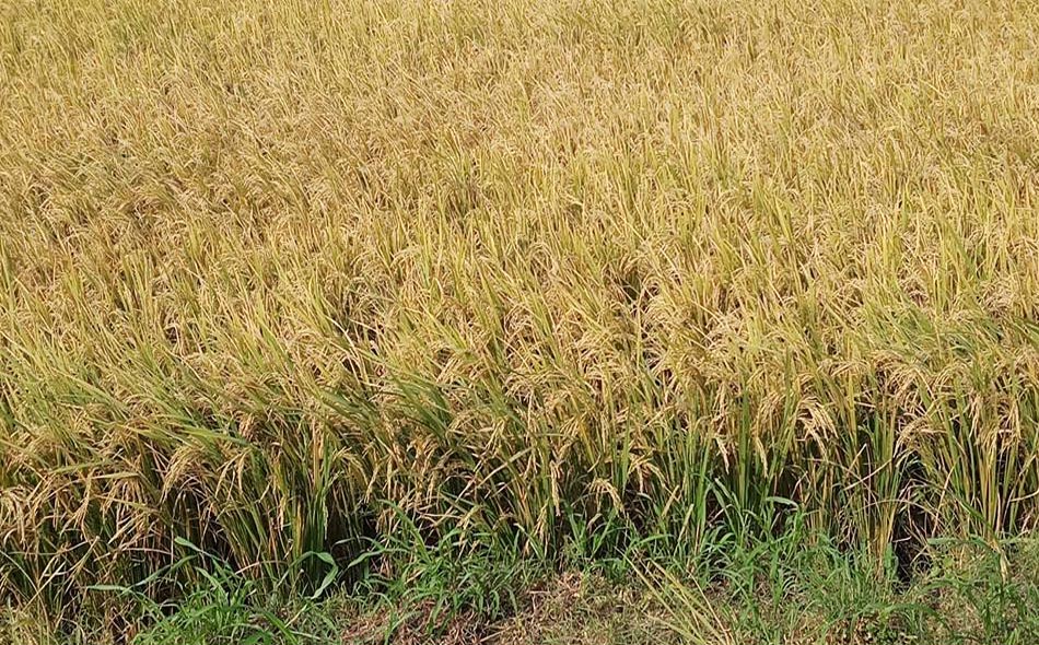 pattiseema 13012018 2