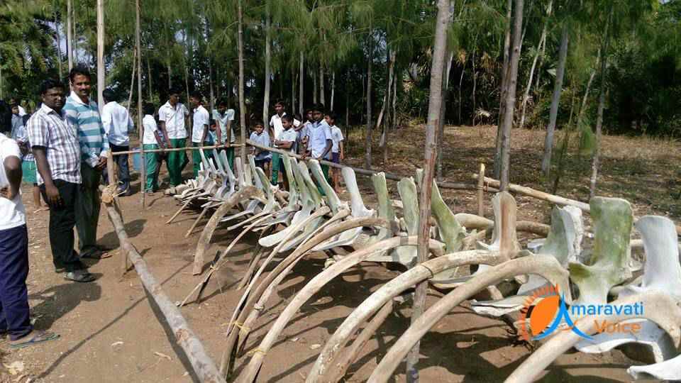 Nagyalanka whale skeleton 1