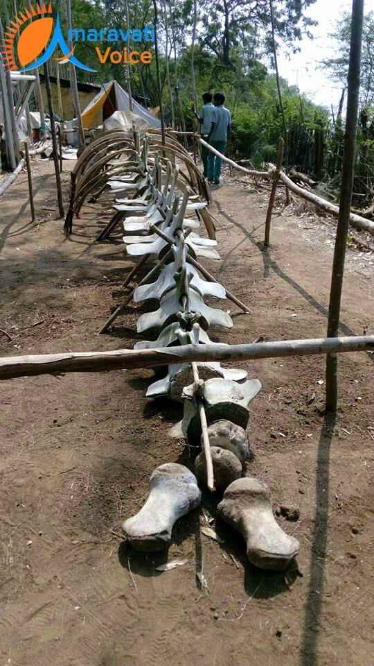 Nagyalanka whale skeleton 3