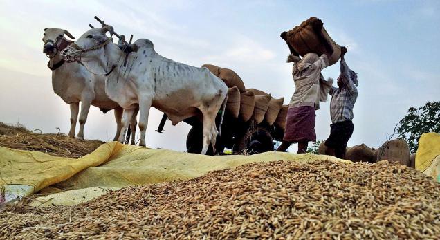 farmers Harvest Paddy 