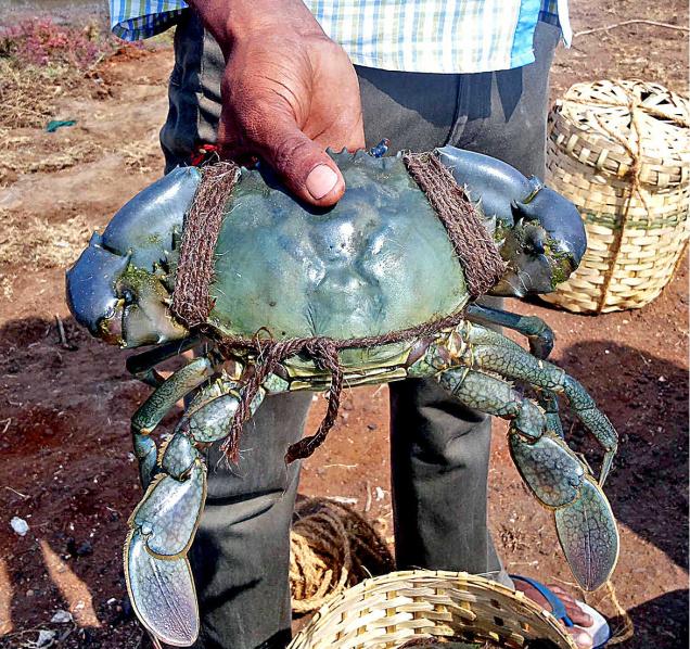 mud crab guntur 03022016