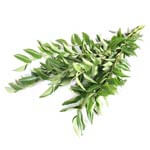 Curry leaves Vegetable Price