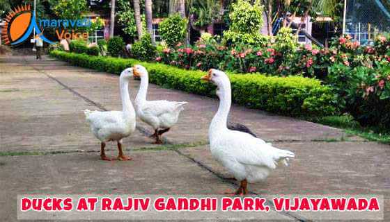 Zoo at Rajiv Gandhi Park, Vijayawada