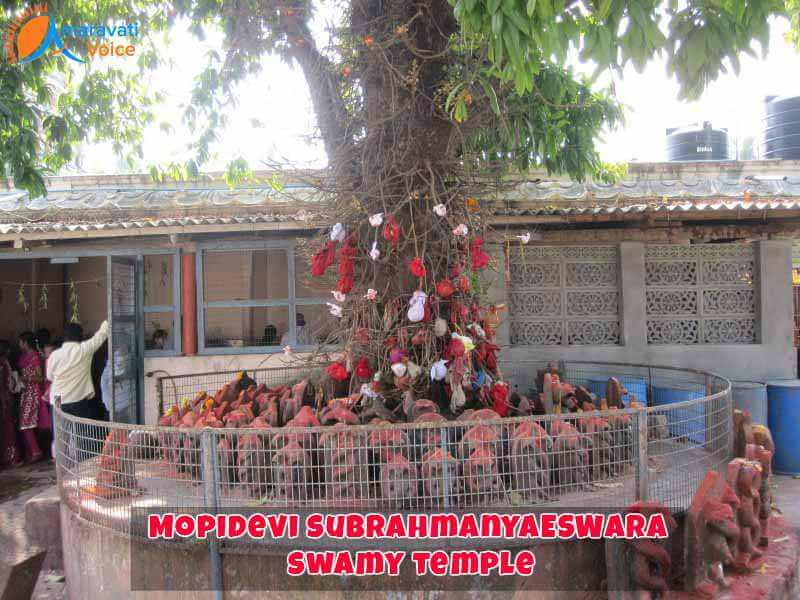 Subrahmanya Swamy Temple Tree
