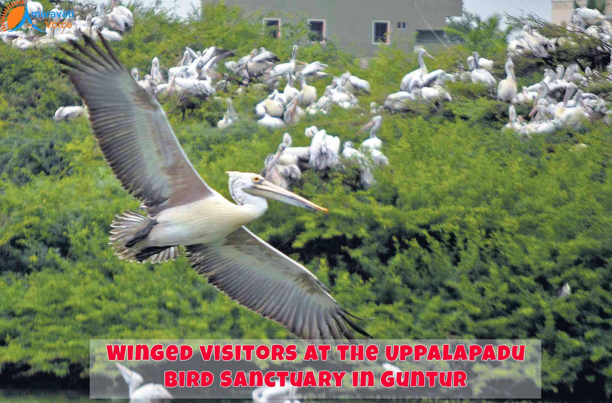 Birds in Upplapadu Guntur
